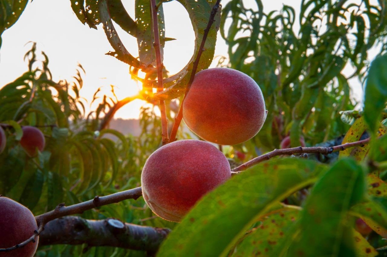 Sunrise in the peach orchard showing the sun coming up over two Bennett Peaches.